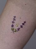 Tatuagem minimalista feita em linha fina (fineline), colorida com as cores, roxo/lilás/verde, na região do biceps, representando dois galhos de alfazema.