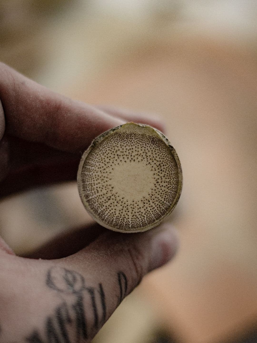 Imagem com bambu cortado no nó, mostrando detalhes da fibra.